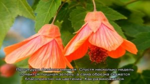 Абутилон комнатный — уход в домашних условиях