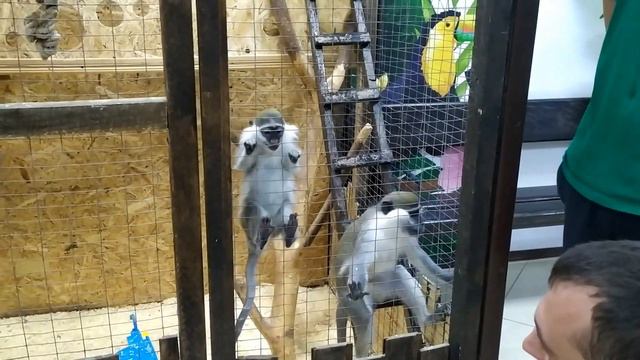 Трогательный зоопарк в ТРЦ "Sun Mall" на Одесской (Украина, Харьков)_14.09.2021 год. смотреть онлайн