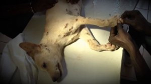 Щенок с личинками "Джэк Дениэлс" и его африканский хозяин