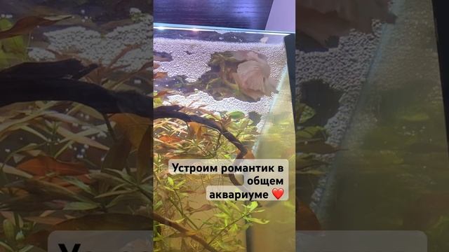 Рыбки петушки построили гнездо в общем аквариуме #aquarium #bettafish #pets #fish смотреть онлайн
