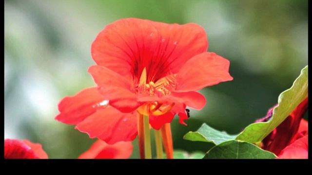 Стихотворение "Откройся". Хотите увидеть реальность? Читает автор смотреть онлайн