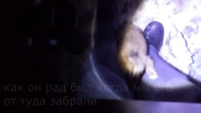 Бездомный щенок нашел семью. История Мики смотреть онлайн