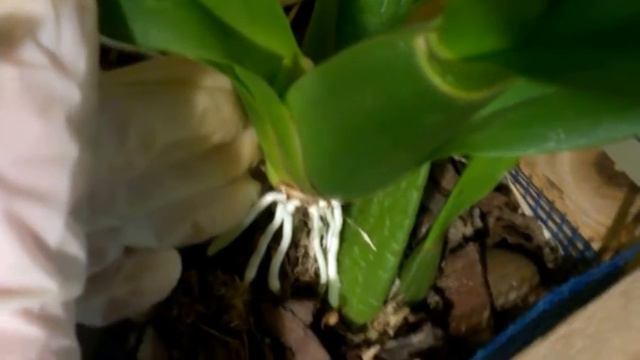 Онцидиум: приятный сюрприз смотреть онлайн