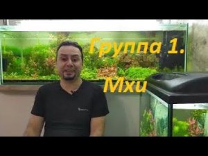 Растения из меристемы. Группа 1: Мхи. (Архив от 24.01.2022)