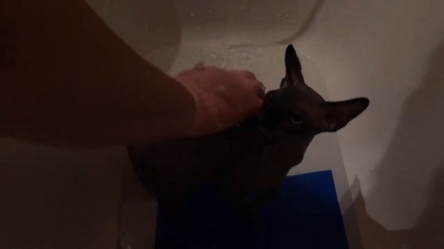 Как помыть кошку сфинкс смотреть онлайн