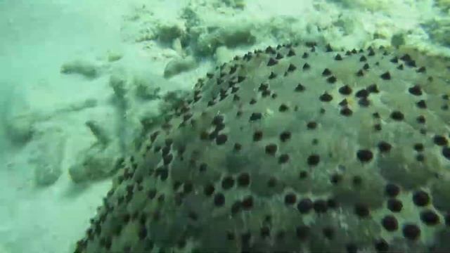 Морская звезда Кульцита смотреть онлайн