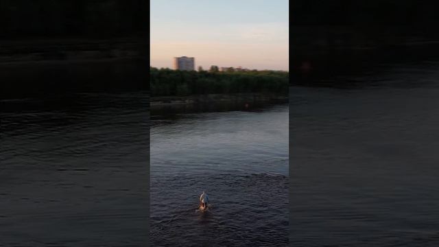 Розовый вечер смотреть онлайн