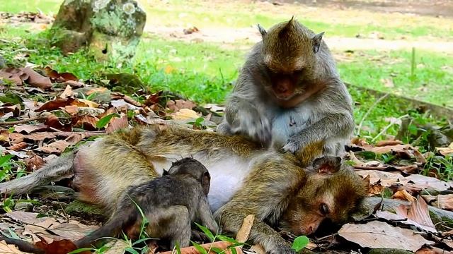 Lori Crying Convulsive Cos Very Angry Mum, Lori Very Hungry , Why Amari Do Like This On Lori?