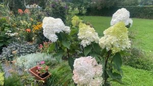 С ЧЕМ САЖАТЬ ГОРТЕНЗИИ? СОЗДАЕМ МИКСБОРДЕР. Часть 1. 17.08.23.