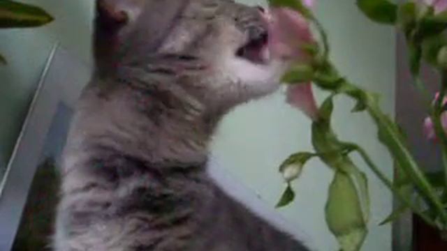 КАСЯ ЕСТ ЦВЕТЫ смотреть онлайн