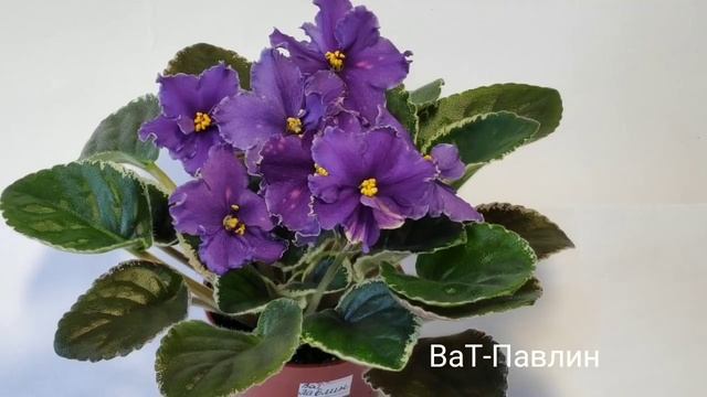 ВаТ-Зимний Пейзаж.ВаТ-Инопланетянин.ВаТ-Павлин.ВаТ-Папина Дочка Даша.ВаТ-Царь Горох смотреть онлайн