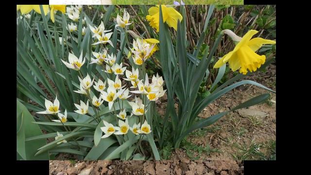 Mein kleiner Garten im Frühling/Frühlingsblumen Hyazinthen смотреть онлайн