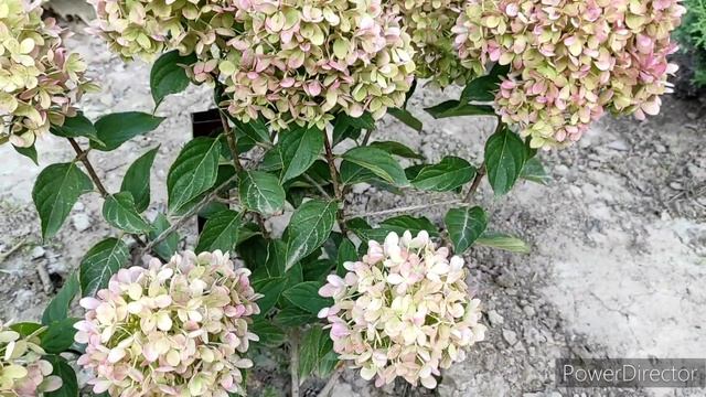 Як виглядає гортензія волотиста Little lime наприкінці літа? / Гортензия метельчатая Литл Лайм смотреть онлайн