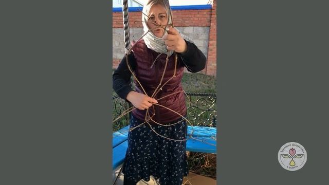 Работа с девичьим виноградом смотреть онлайн
