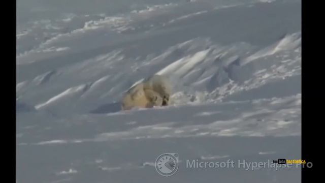Белые медведи играются Ми-ми-мишки смотреть онлайн