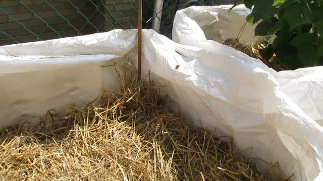 If I Don't Sow It I'm Not Going To Grow It смотреть онлайн