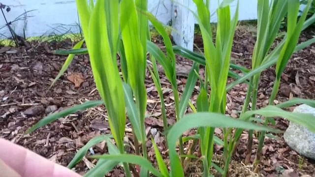 Miscanthus x giganteus grows good. смотреть онлайн