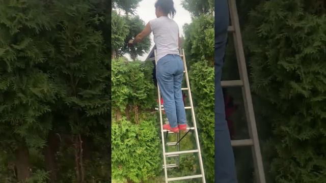 Топиарная стрижка туй смотреть онлайн