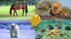 Развивающее видео для детей про животных | Угадай, где правильный ответ! | Выпуск 14