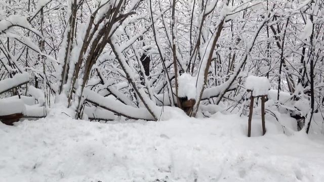 Тишина. смотреть онлайн