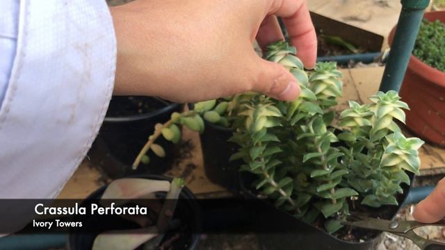 Succulent Cuttings | Spring 2023 смотреть онлайн
