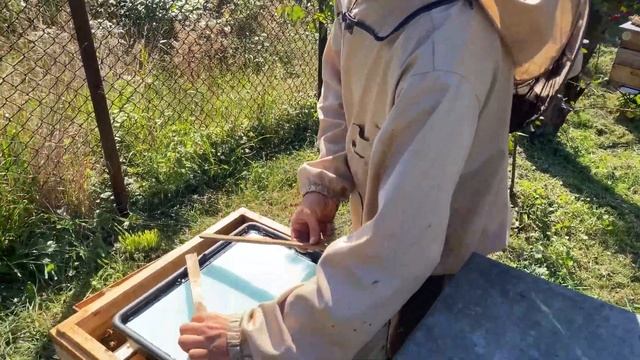 Обробка бджіл від кліща I Загодівля на зиму цукровим сиропом