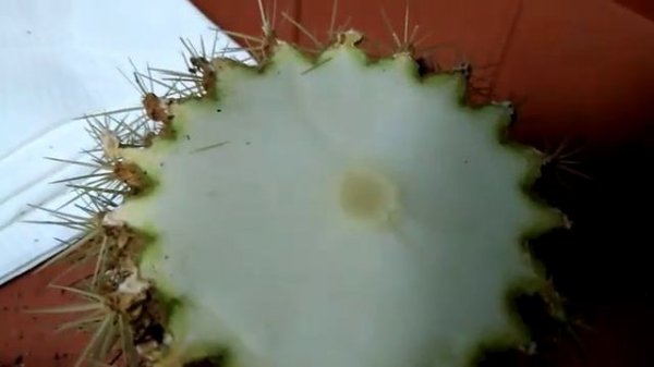 Омолаживаем КАКТУС!!