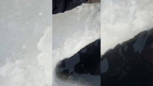 охота на бобра