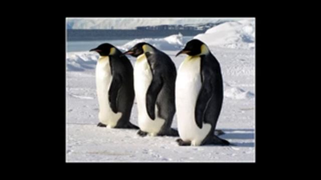 Песня о пингвинах.