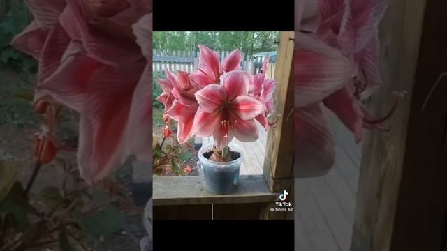 красота спасет мир