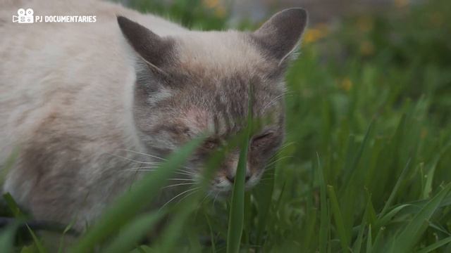 Помогать тем, кто не может помочь себе сам. Приют для бездомных животных в Сарани "Лучший друг". смотреть онлайн