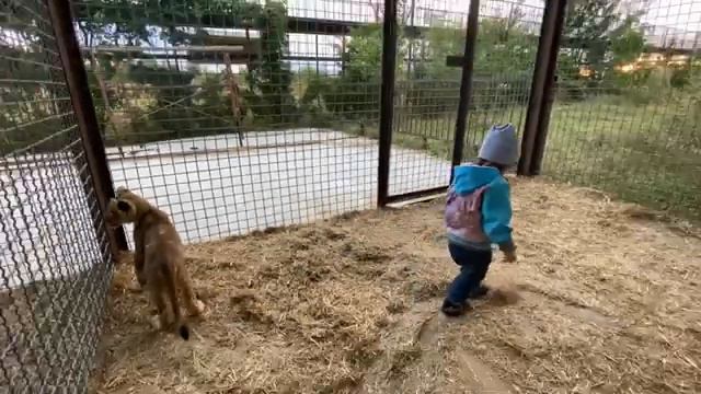 Ангелина и МАЛЕНЬКИЕ ЛЬВЯТА так весело играют! смотреть онлайн