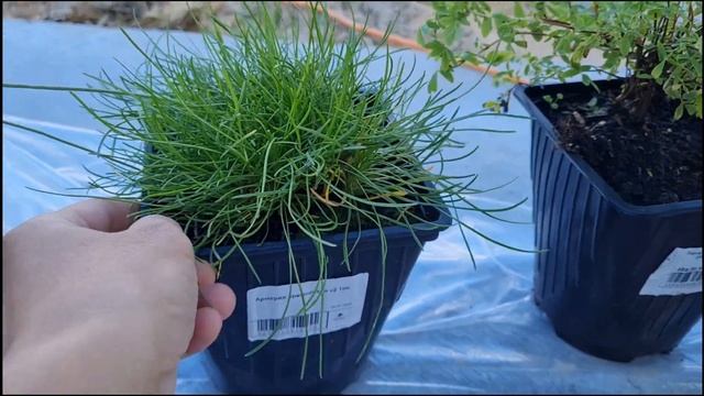 Малинник с нуля! Купила хвойные растения. Дача с нуля 2022 смотреть онлайн