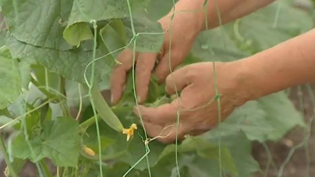 БАРЫШНЯ КРЕСТЬЯНКА. Уход за огурцами и борьба с тлей смотреть онлайн