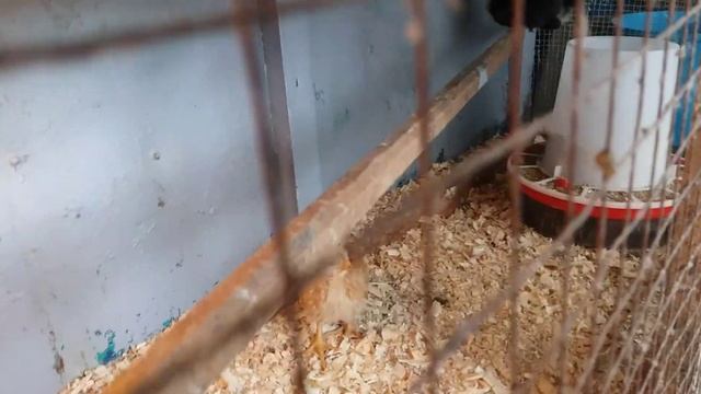 Цыплятам Фокси Чик 16 дней. Взвешивание. Кормление. смотреть онлайн