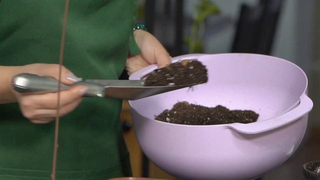 «Зеленее будет». Как вырастить авокадо в домашних условиях смотреть онлайн