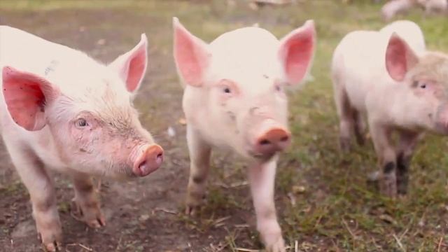 Pigs! Pig Facts and Learning About Pigs for Kids смотреть онлайн