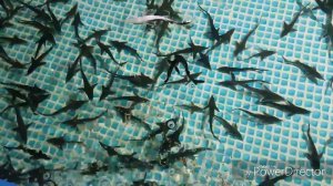 #14 Пополнение в моём домашнем узв со стерлядью