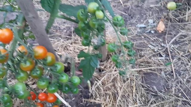 Томаты покраснеют за 3 дня. Без срываний на кусте, рассказываю как помочь томатам быстрее созреть смотреть онлайн