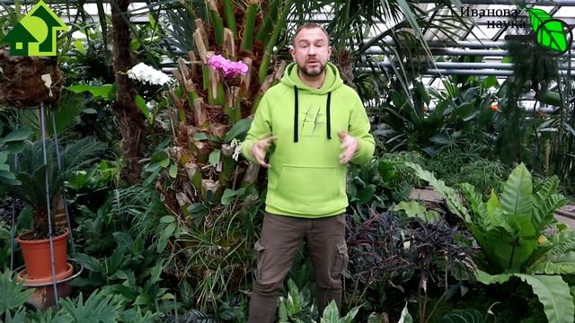 СЕКРЕТЫ ЛИСТОВЫХ ПОДКОРМОК. КОРМИТЬ и НАКОРМИТЬ, а не просто ПРЫСКАТЬ. Этот секретный ингредиент... смотреть онлайн