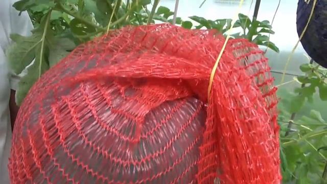 Арбузы 2020. Итоги удивительного сезона смотреть онлайн