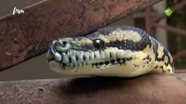 Fort Boyard - Nederland 2012 (serie 4)