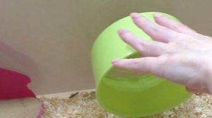 Куда мог пропасть хомячонок? / Ищем сирийского хомячонка / Алиса Изи Петс / Alisa Easy Pets