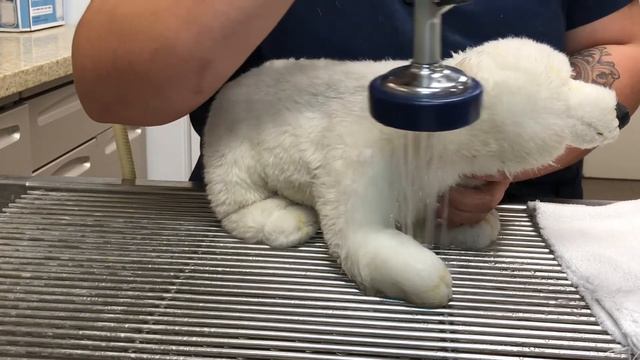 Hydrotherapy for Your Pet смотреть онлайн