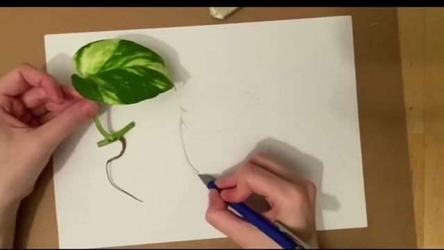 Learning To Draw - Variegated Devil's Ivy Leaf