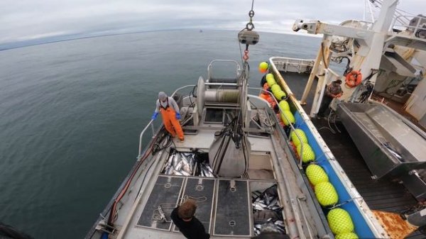 Alaska Commercial Salmon Fishing 2021