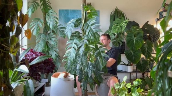 I MESSED UP - Epipremnum pinnatum variegata - Plant Spotlight