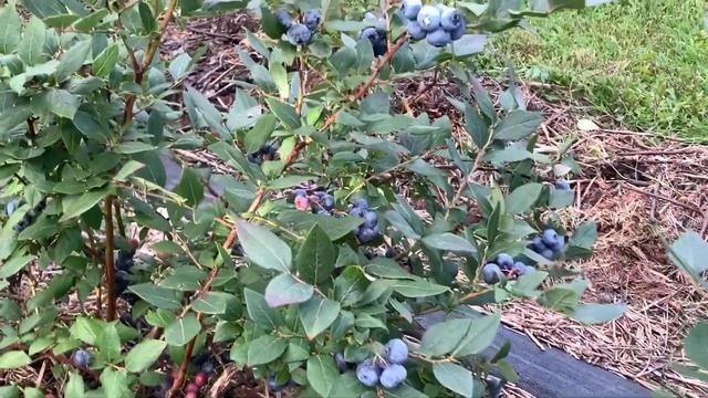 ЖИЗНЬ в ГЛУХОЙ ДЕРЕВНЕ. БЕЛАРУСЬ. ГОЛУБИКА АВРОРА ПОЗДНИЙ СОРТ СЕНТЯБРЯ #голубика#дача #сад смотреть онлайн