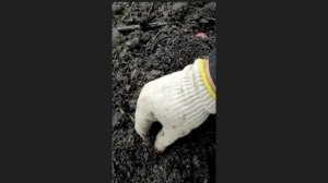 Как посадить орех каштана. Я их решил посадить двумя способами