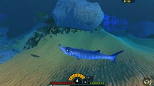 Выращиваю Барракуду в  Feed and Grow: fish